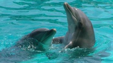Cientistas gravam pela 1ª vez uma conversa entre dois golfinhos