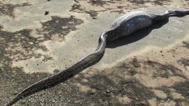 Cobra morre após comer porco-espinho na África do Sul