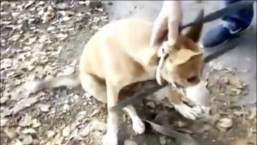 Cadela é resgatada após passar três anos em buraco escuro na Sibéria