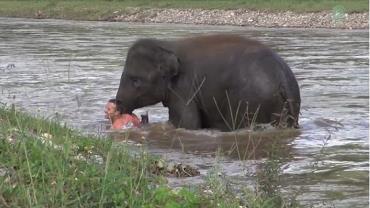 Elefante atravessa rio para resgatar treinador que estava "se afogando"