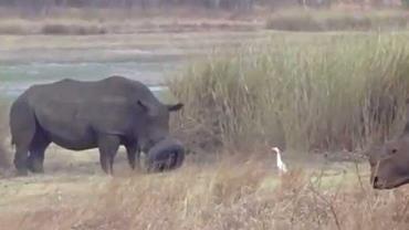 Rinoceronte é salvo após ficar com pneu preso em chifres