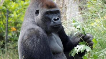 Gorila escapa de jaula e assusta funcionários de zoológico em Londres