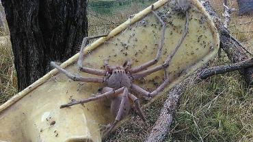 Aranha gigante é encontrada em fazenda na Austrália