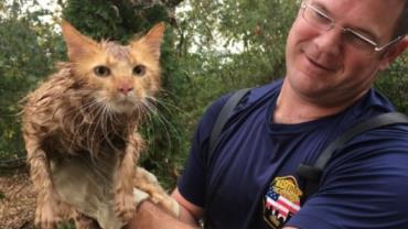 Gato é resgatado após ficar preso em cano nos EUA