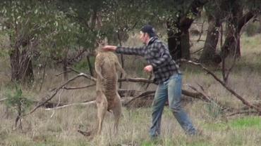 Homem dá soco em canguru para salvar cão e viraliza na web