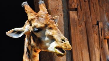 Girafas entram para a lista de animais ameaçados de extinção