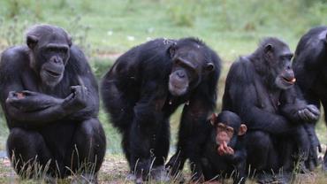 Chimpanzés reconhecem parentes pelas nádegas, diz neuropsicóloga