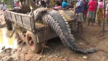 Grupo usa retroescavadeira para transportar crocodilo de 5,1 metros