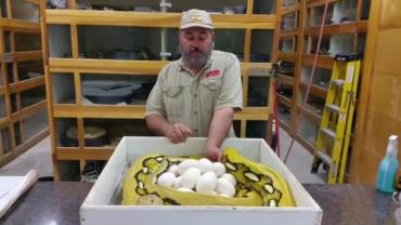 Vídeo assustador mostra o que acontece se você tenta roubar os ovos de uma cobra