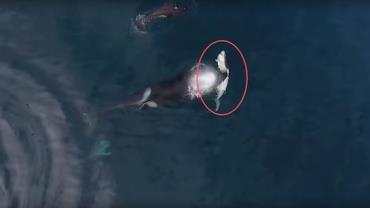 Vídeo fantástico mostra momento em que orca come tubarão