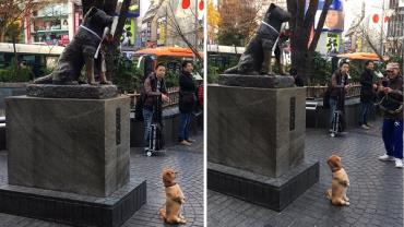 Cachorro chama atenção ao posar na frente de estátua de cão que inspirou filme