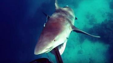 Mergulhador usa arpão para se defender de tubarão na Austrália