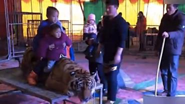 Circo gera polêmica ao amarrar tigre para adultos e crianças tirarem fotos