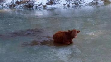 Vaca é resgatada após ficar presa em lago congelado