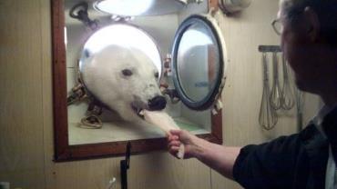 Foto de urso polar em navio de pesquisadores viraliza na web