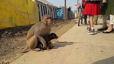 Macaco "adota" cachorro órfão e dupla vira sensação em cidade na Índia
