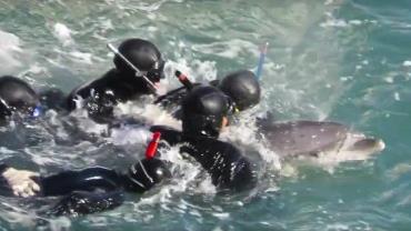 Mãe golfinho tenta impedir que filhote seja levado por caçadores
