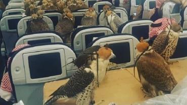 Foto que mostra 80 falcões em voo comercial intriga internautas