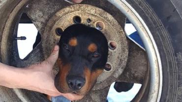 Bombeiros usam óleo de coco para libertar cachorro entalado em roda de carro