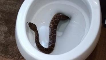 Adolescente leva susto ao encontrar cobra em vaso sanitário