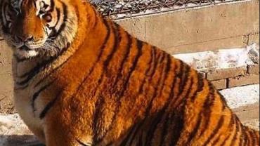 Tigres gorduchos chamam atenção em zoológico da China