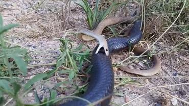 Vídeo registra luta impressionante entre duas cobras venenosas