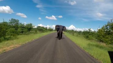 Elefante persegue turistas em parque na África do Sul