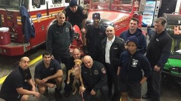 Cachorra é resgatada de casa abandonada e se torna 'mascote oficial' de bombeiros nos EUA