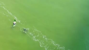 Drone flagra momento que surfista é surpreendido por tubarão-branco