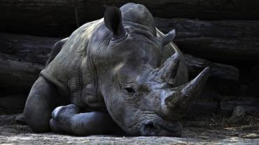 Rinoceronte é morto e tem chifre cortado com motosserra por caçadores em zoológico na França