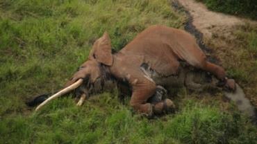 Elefante "mais velho da África" é morto por flecha envenenada