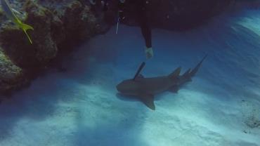 Mergulhador salva tubarão que nadava com faca cravada na cabeça