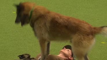Cachorro faz massagem cardíaca e respiração boca a boca para salvar dona