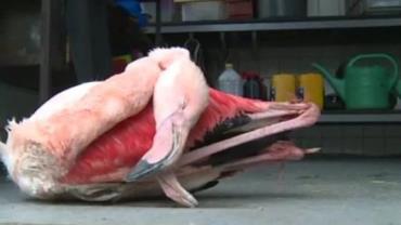Meninos matam flamingo a pedradas e chutes em zoológico na República Tcheca
