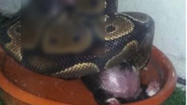 Mulher é investigada por alimentar cobra com filhotes de cachorros vivos