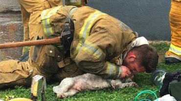 Bombeiros ressuscitam cão que ficou 20 minutos preso em incêndio