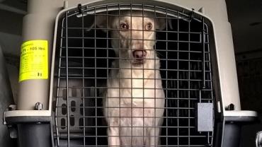Dupla é presa após usar cão como "mula" para transportar heroína
