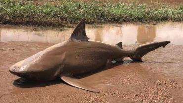 Tubarão é encontrado no meio de rodovia após furacão na Austrália