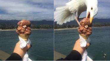 Gaivota rouba sorvete de garota e imagens viralizam