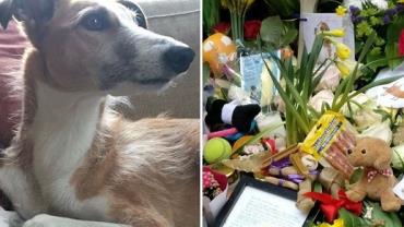 Cachorro atropelado no atentado em Estocolmo recebe homenagens