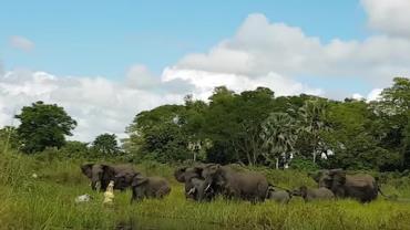 Vídeo mostra momento em que crocodilo morde tromba de elefante