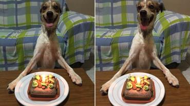 Cãozinho fica feliz ao ganhar bolo de aniversário e encanta internautas