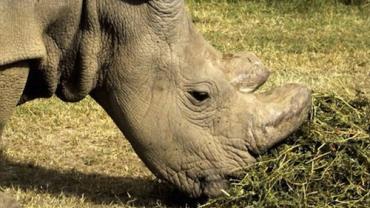 Rinoceronte-branco macho ganha conta no Tinder para salvar espécie