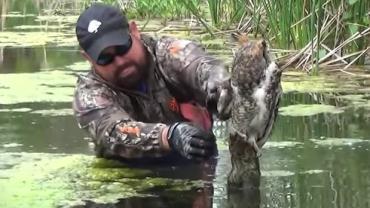 Homem vira heroi ao libertar coruja que ficou presa em linha de pesca por 12 horas nos EUA