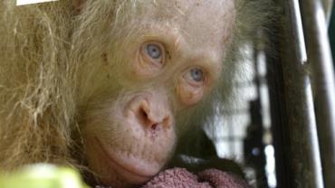 Orangotango albino raro é resgatado de cativeiro na Tailândia