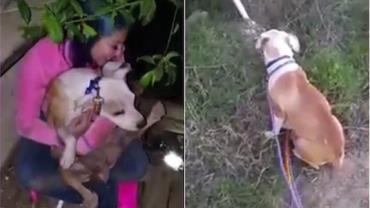 Cachorra resgatada guia novos donos por 3 km para encontrar seus 10 filhotes