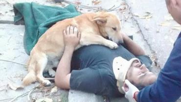 Cachorro se recusa a deixar dono que caiu de árvore e comove internautas