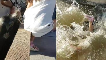 Leão-marinho causa pânico ao puxar menina para a água no Canadá