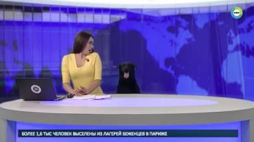 Cachorro invade bancada de telejornal russo e assusta âncora