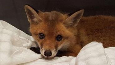 Mulher descobre filhote de raposa morando embaixo do sofá